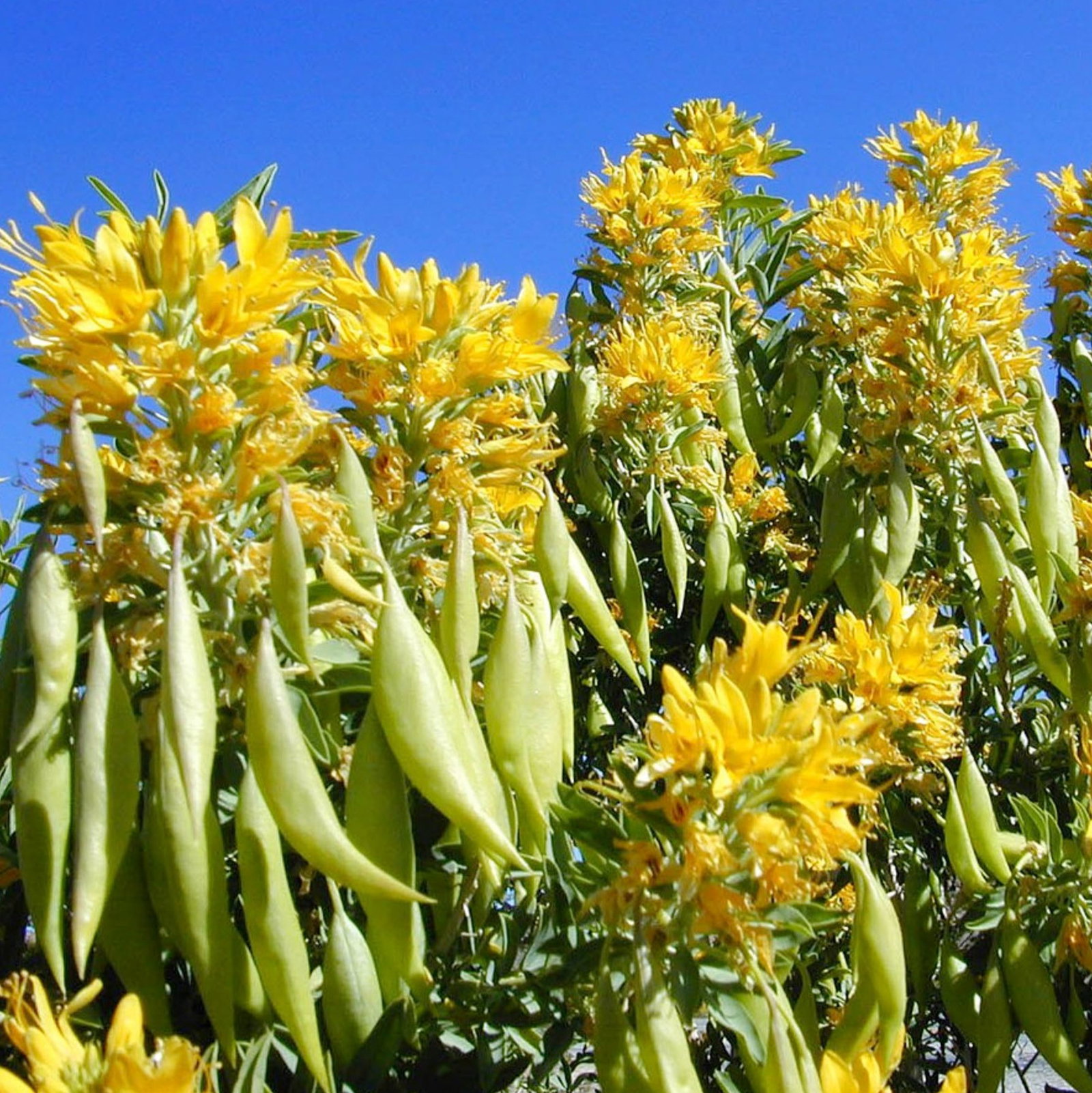 Cleome Arborea