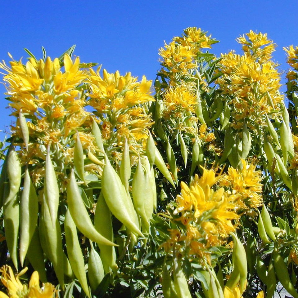 Cleome Arborea Seeds | Exotic Tree & Shrub Seeds | Plant World Seeds