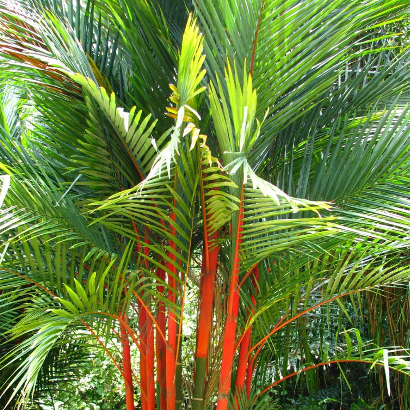 Cyrtostachys Renda