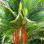 Cyrtostachys Renda
