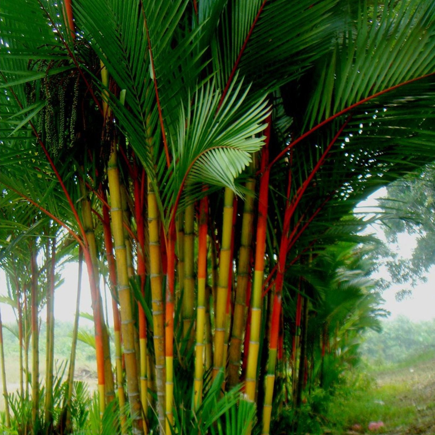 Cyrtostachys Renda