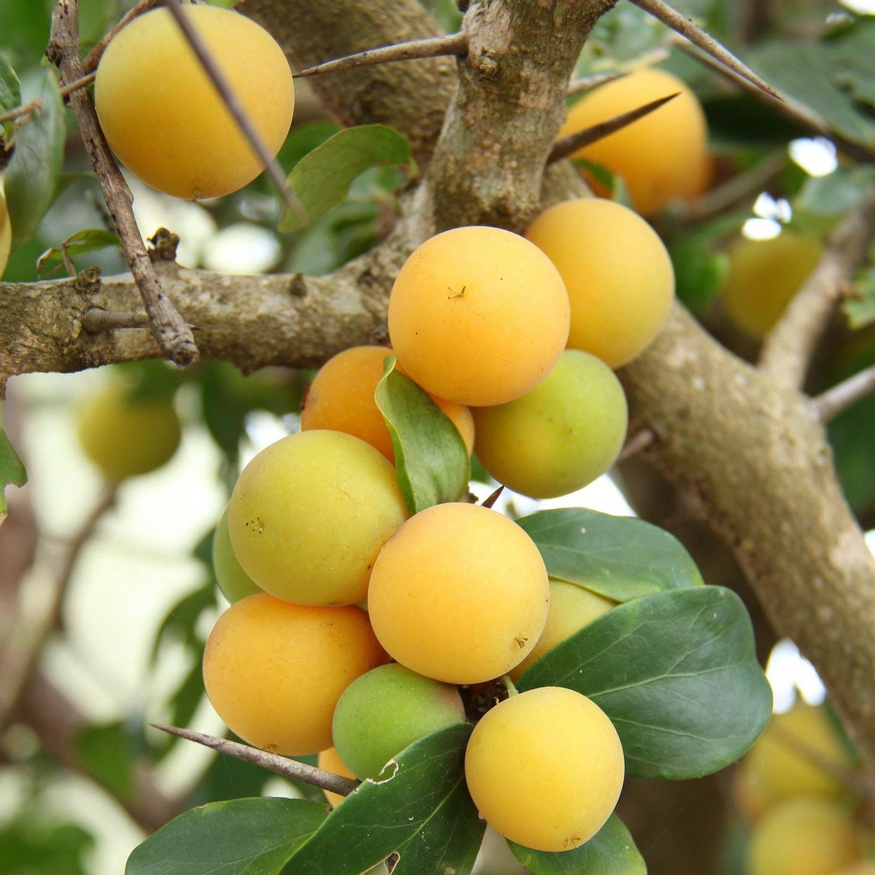 Dovyalis Caffra