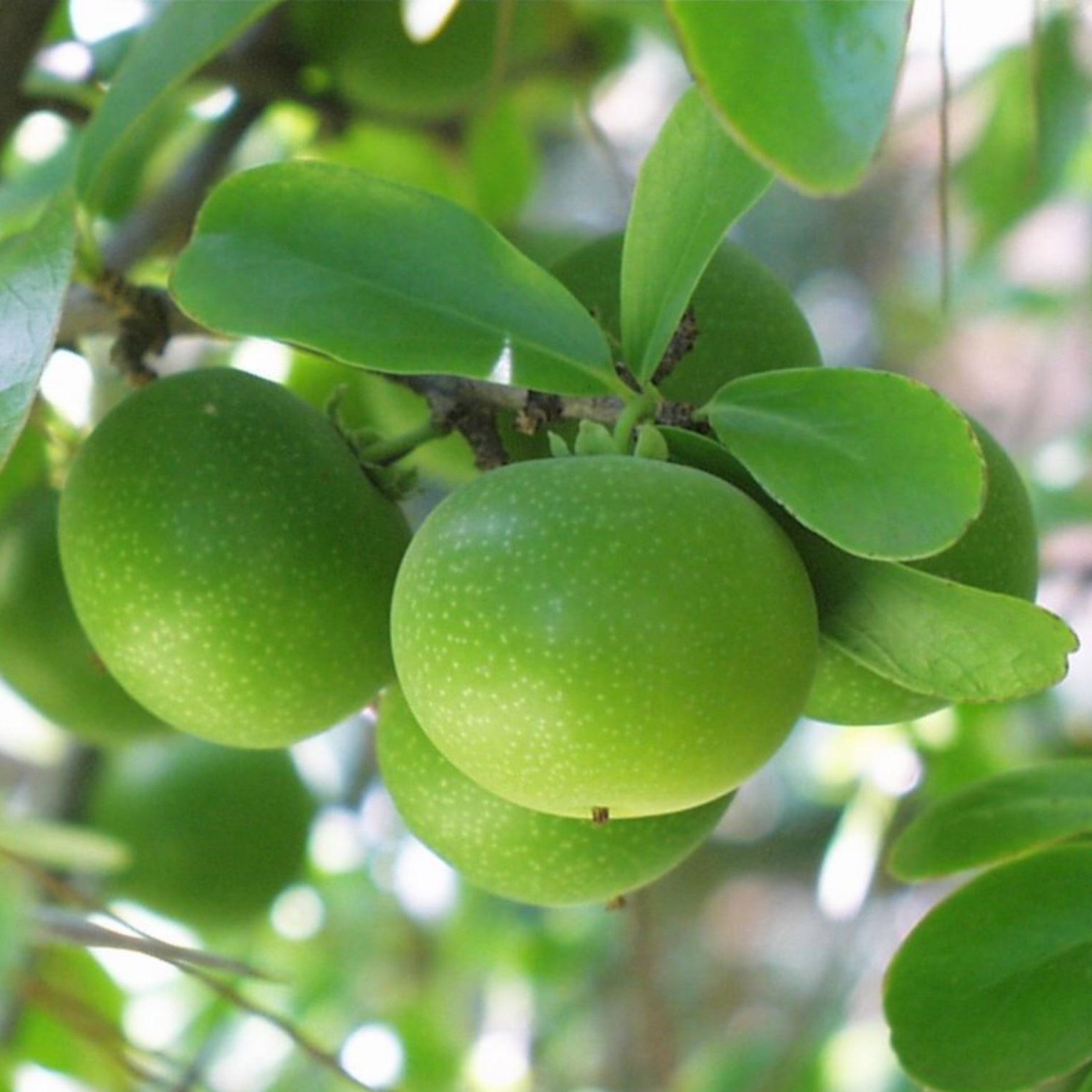 Dovyalis Caffra
