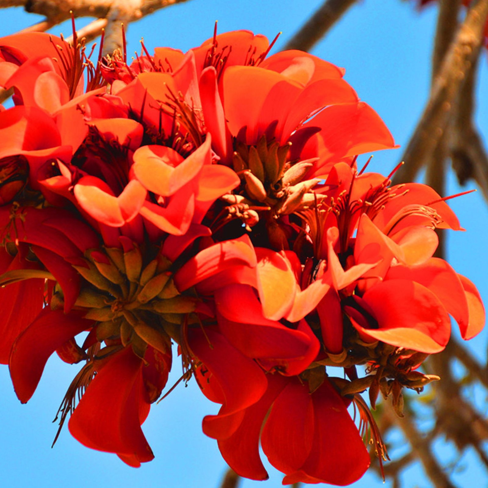 Erythrina Caffra