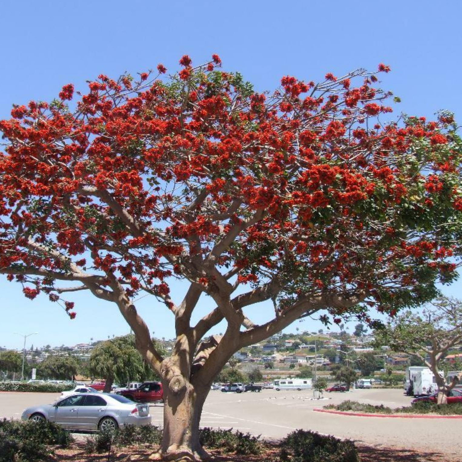 Erythrina Caffra