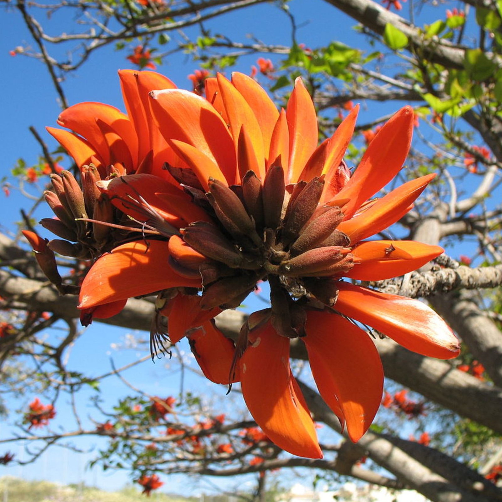 Erythrina Caffra