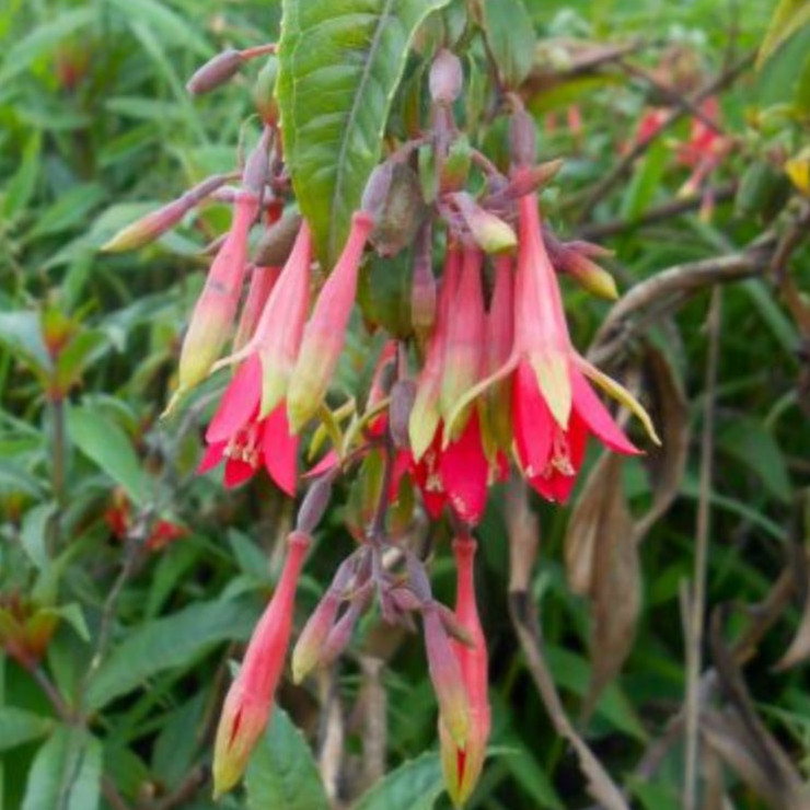 Fuchsia Sessiliflora
