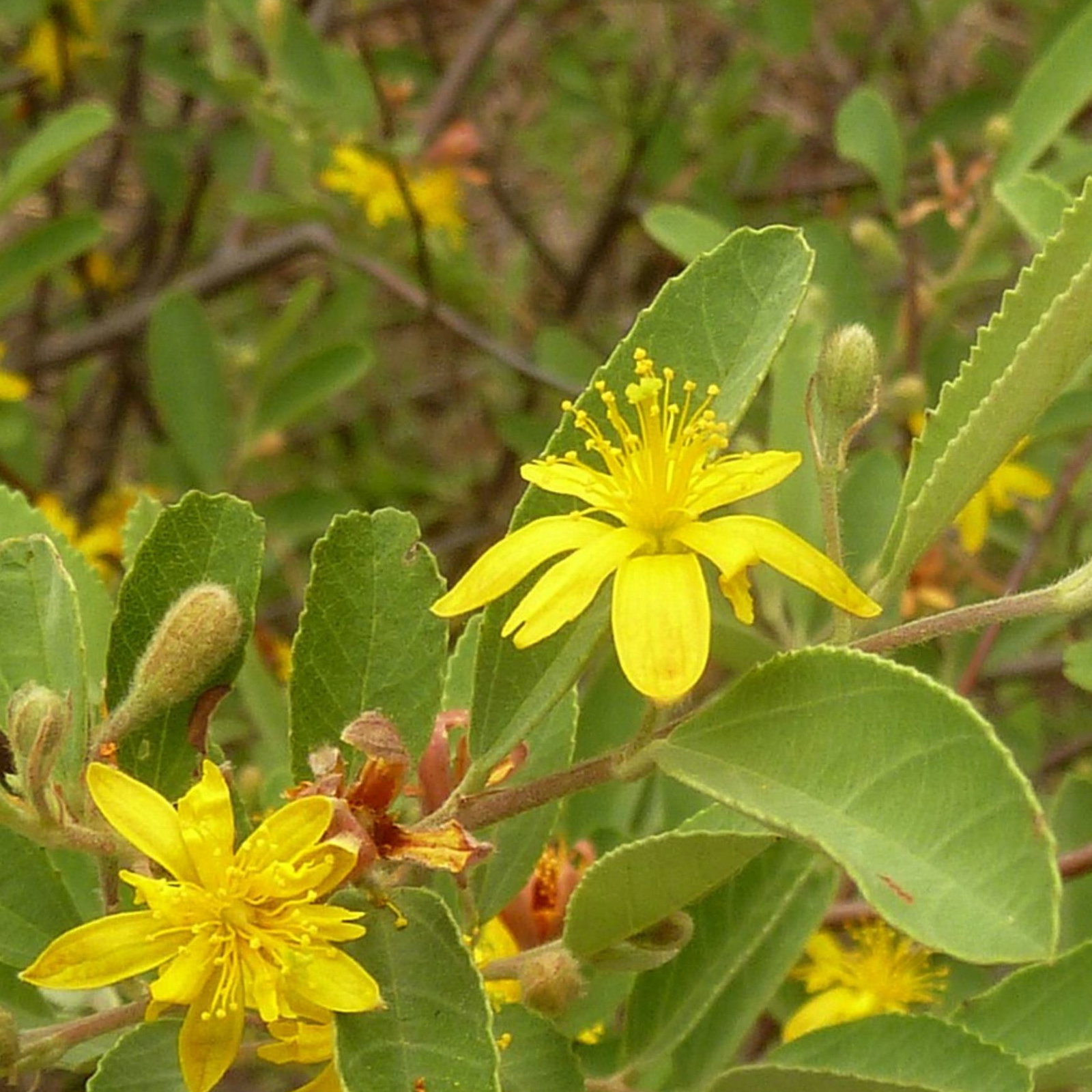 Grewia Flava