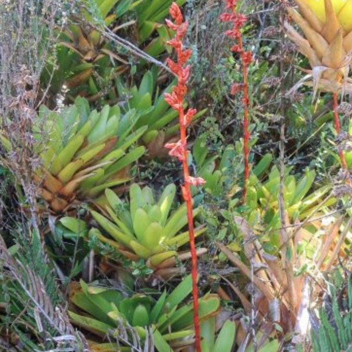 Guzmania Candelabrum