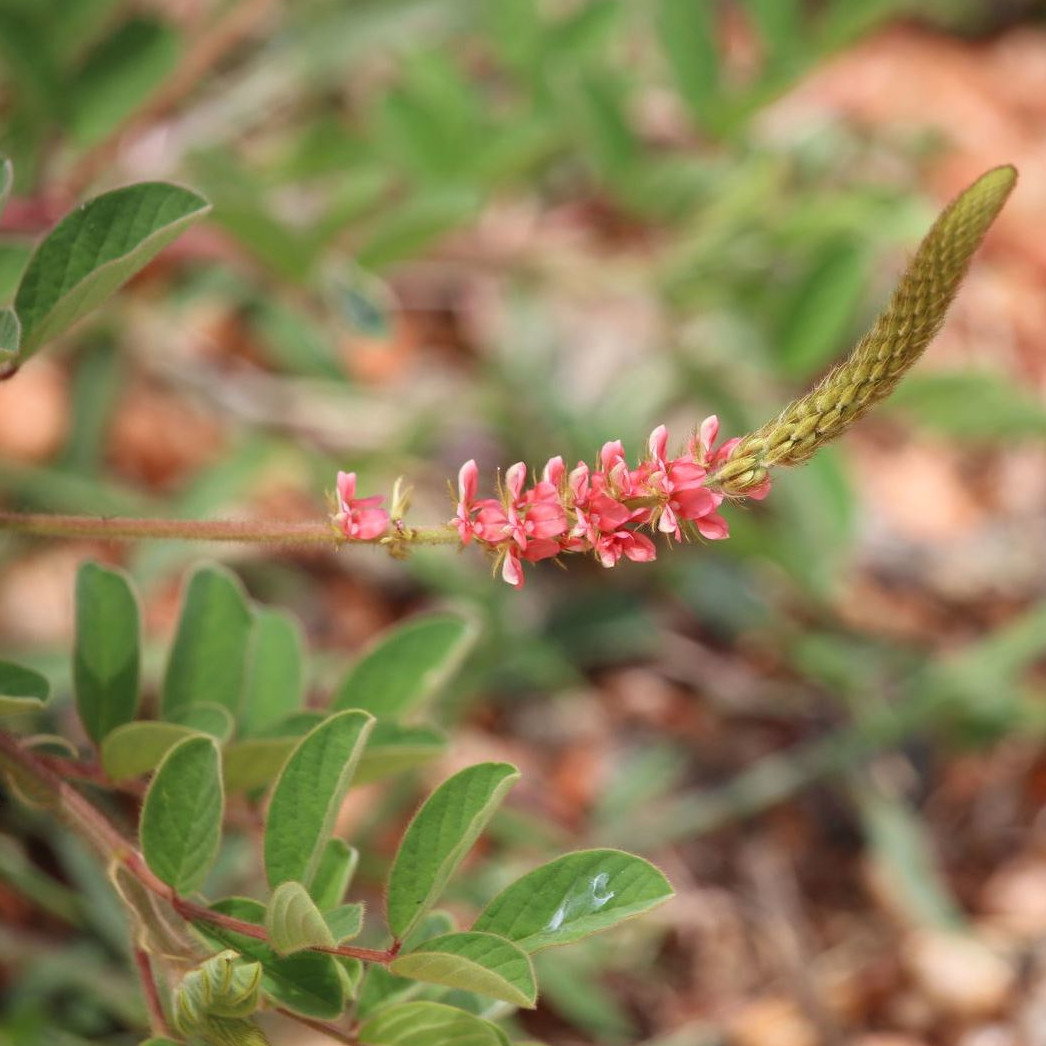 Indigofera Hirsuta