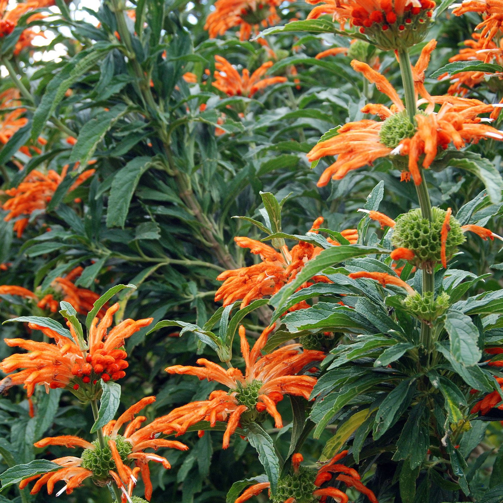 Leonotis Leonurus