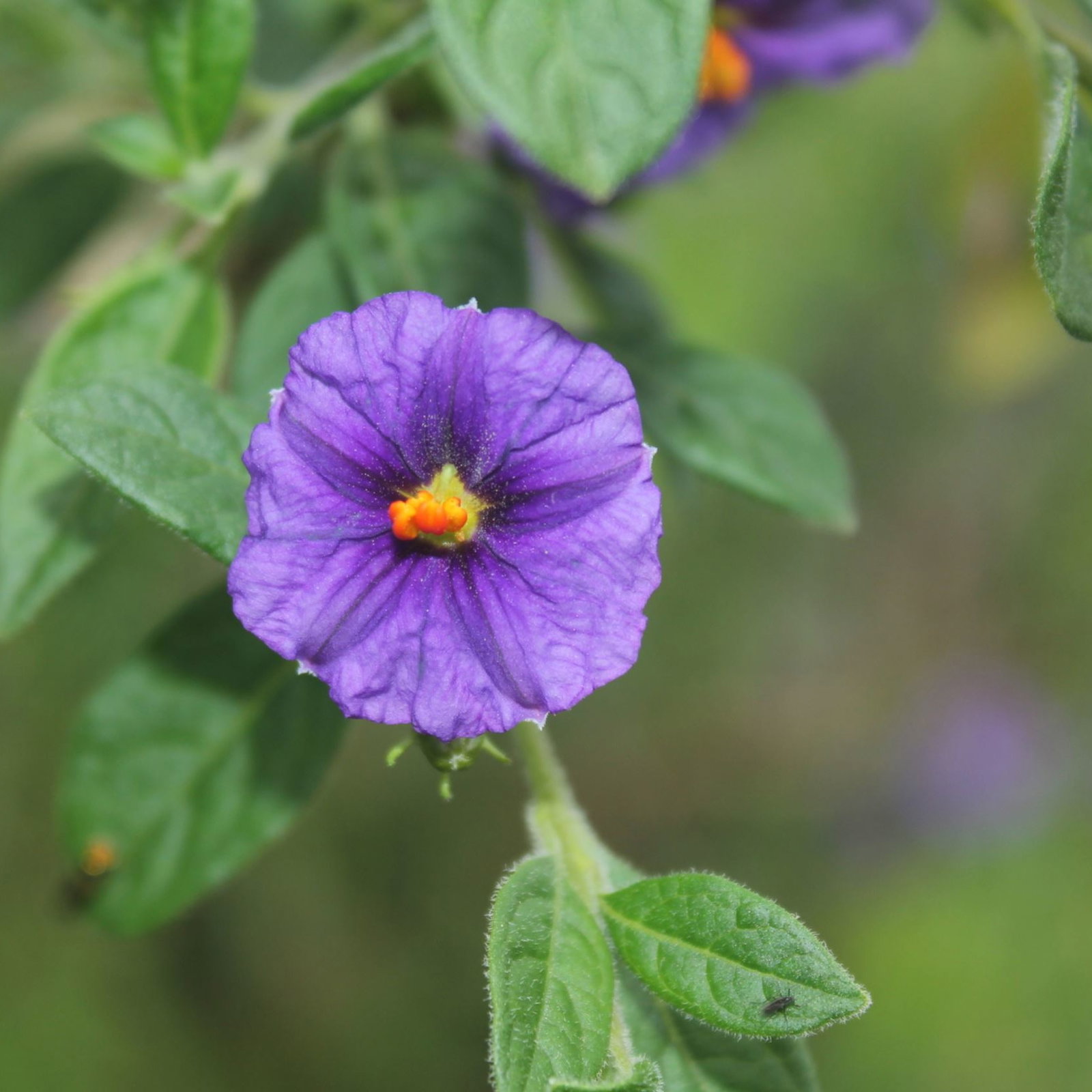 Lycianthes Lycioides