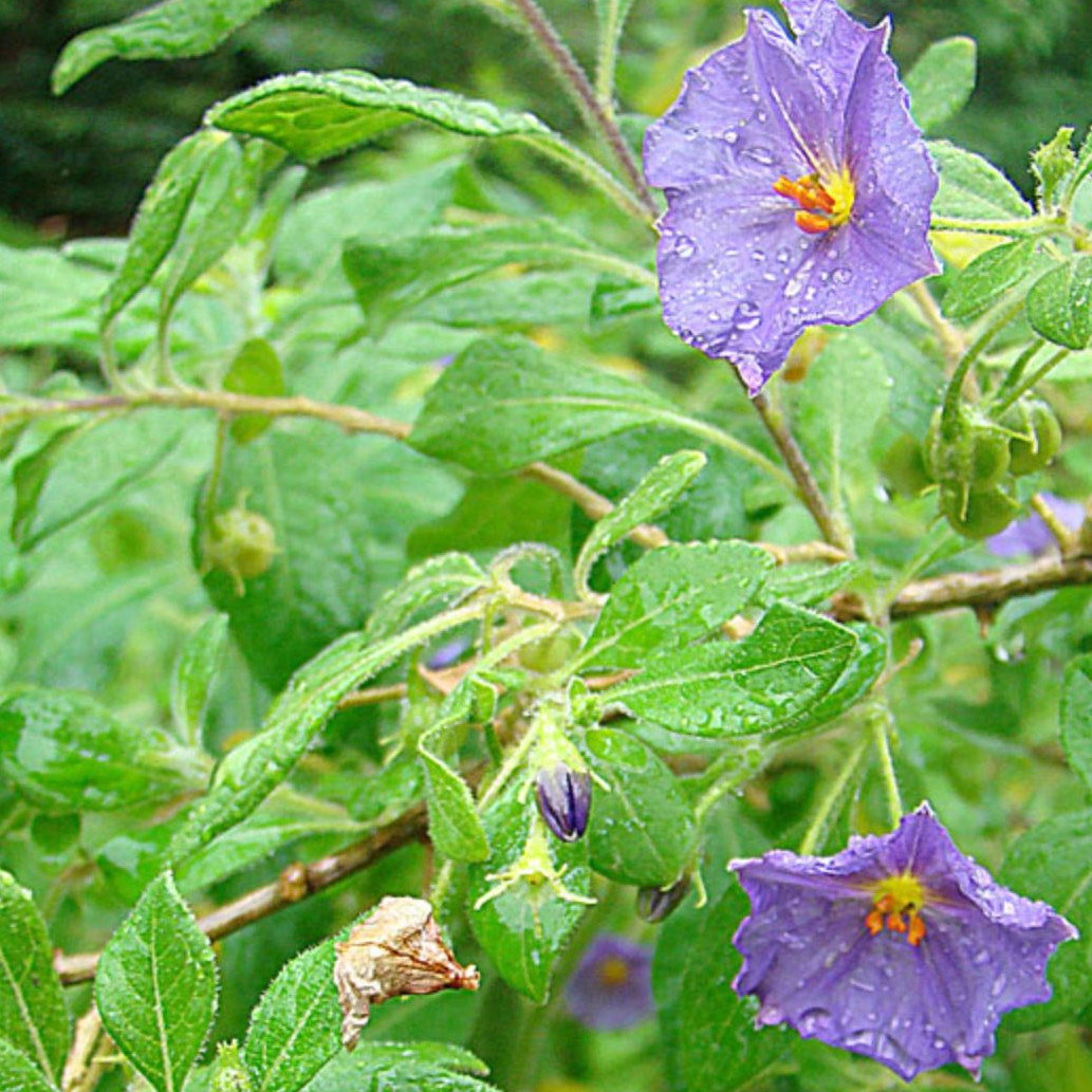 Lycianthes Lycioides