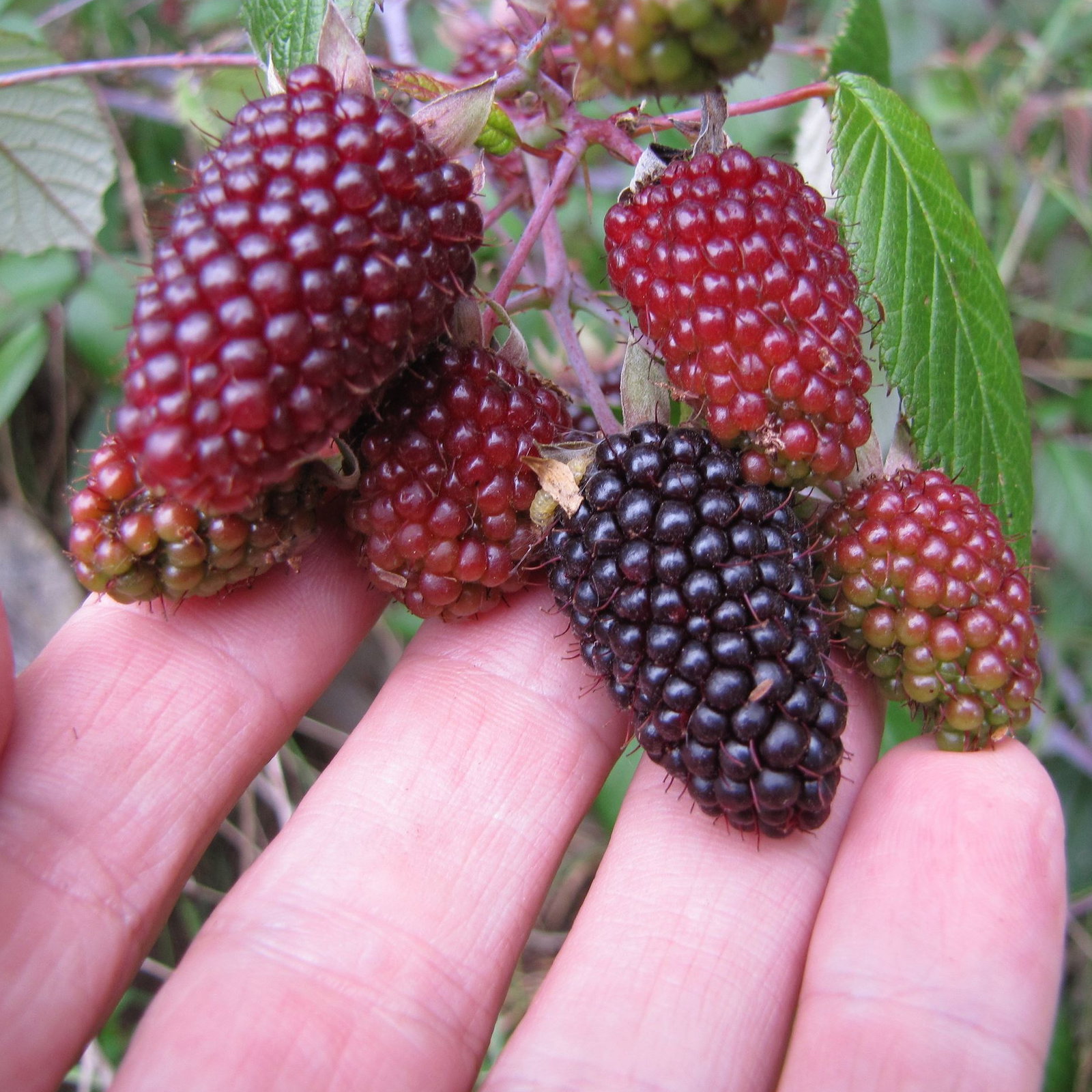 Rubus Glaucus