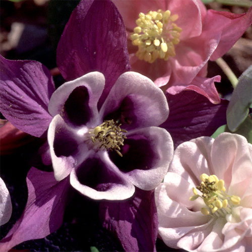 Aquilegia Cottage Garden Mix