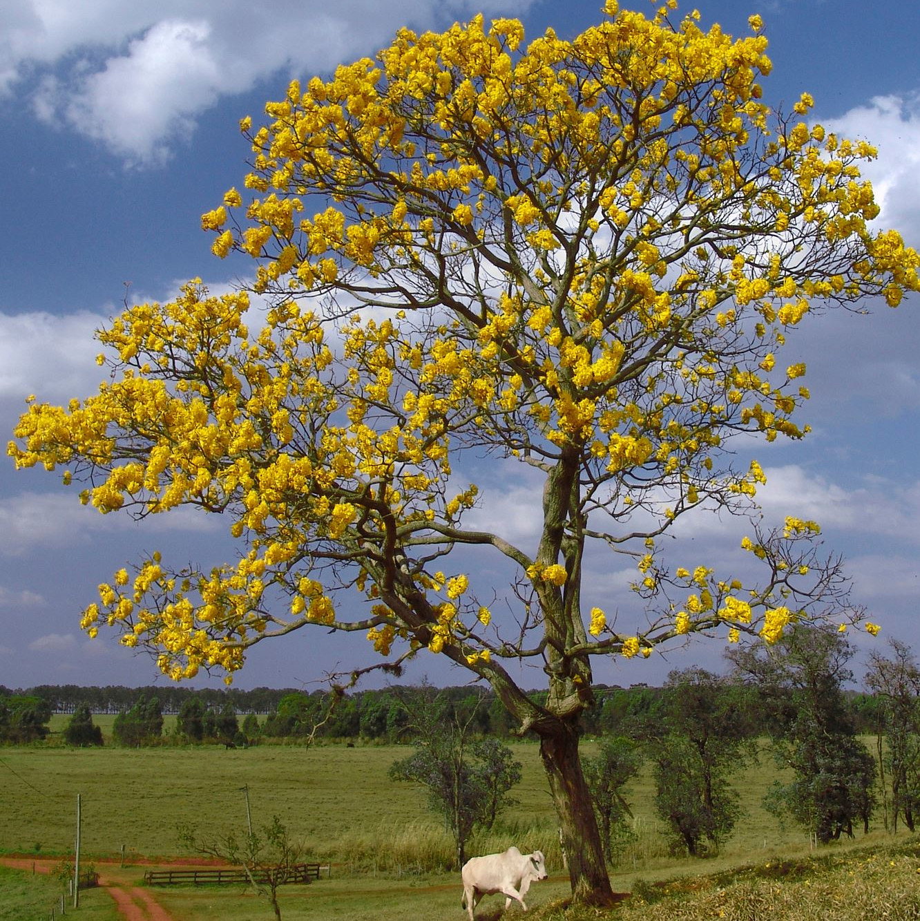 Tabebuia Chrysantha