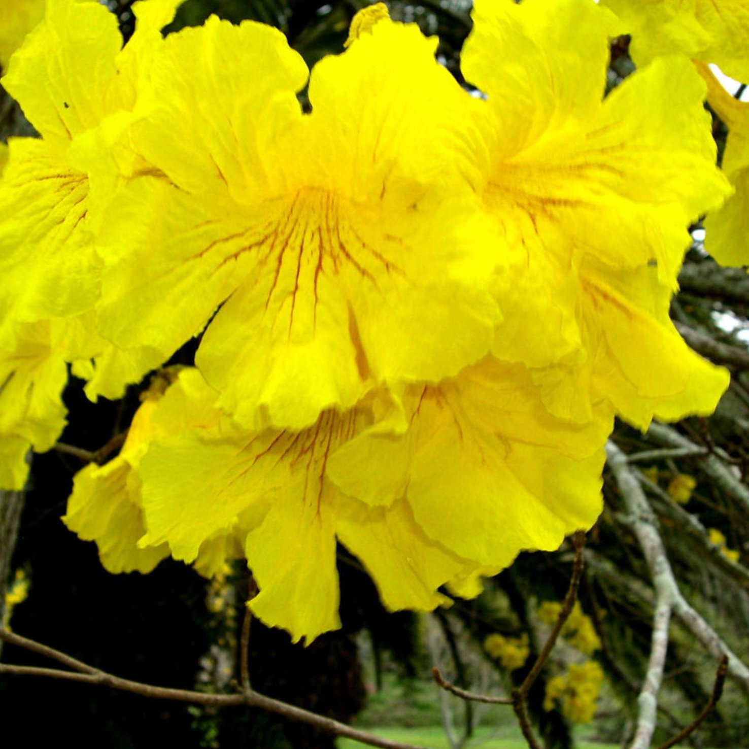 Tabebuia Chrysantha