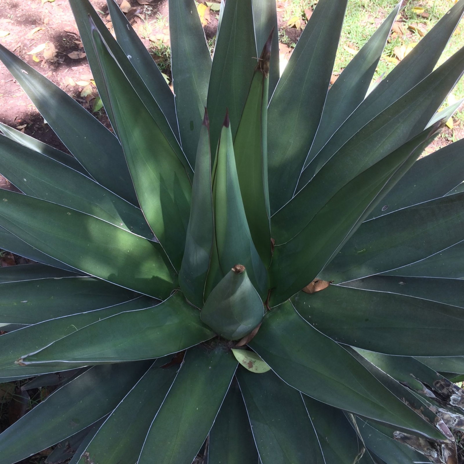 Agave Triangularis
