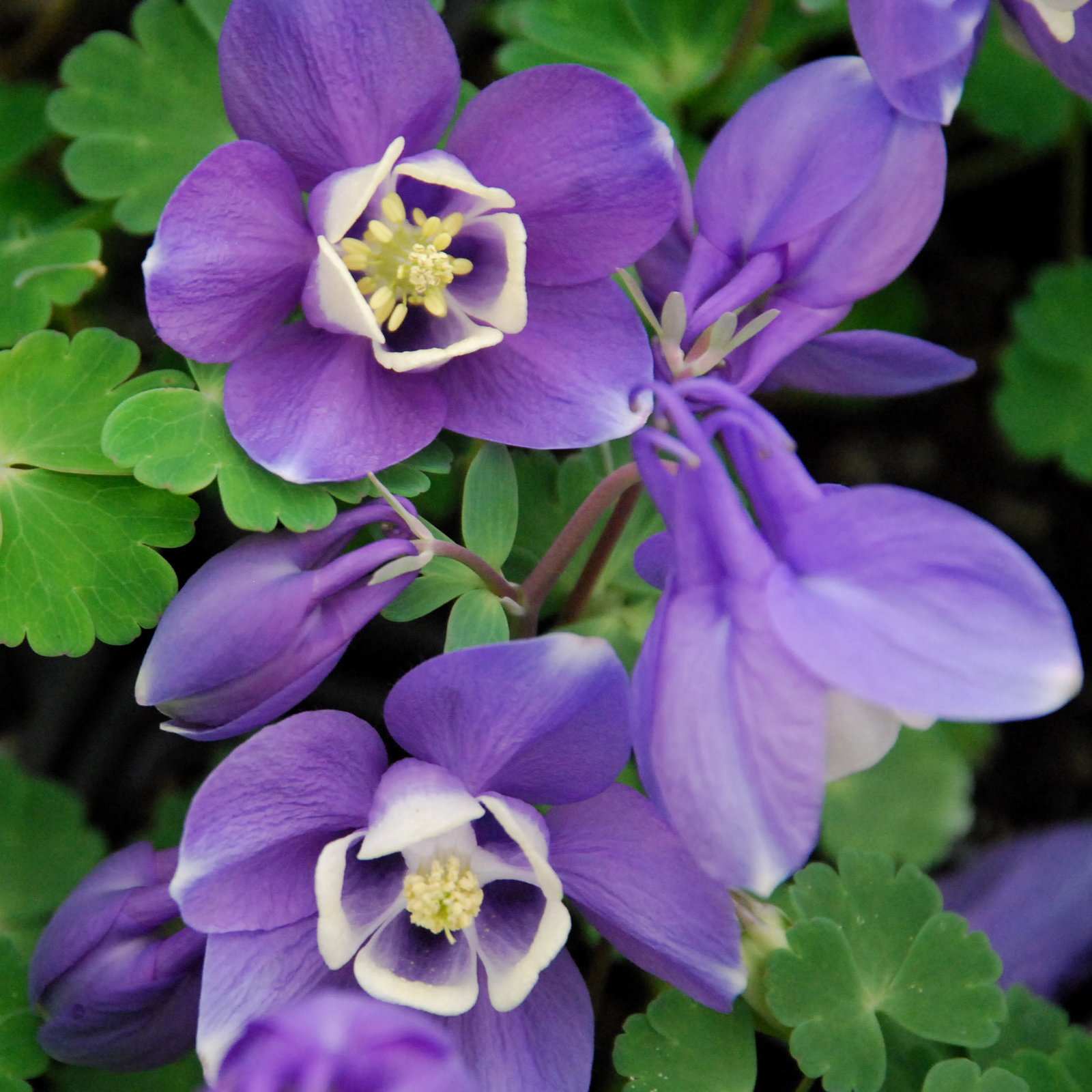 Aquilegia Discolor