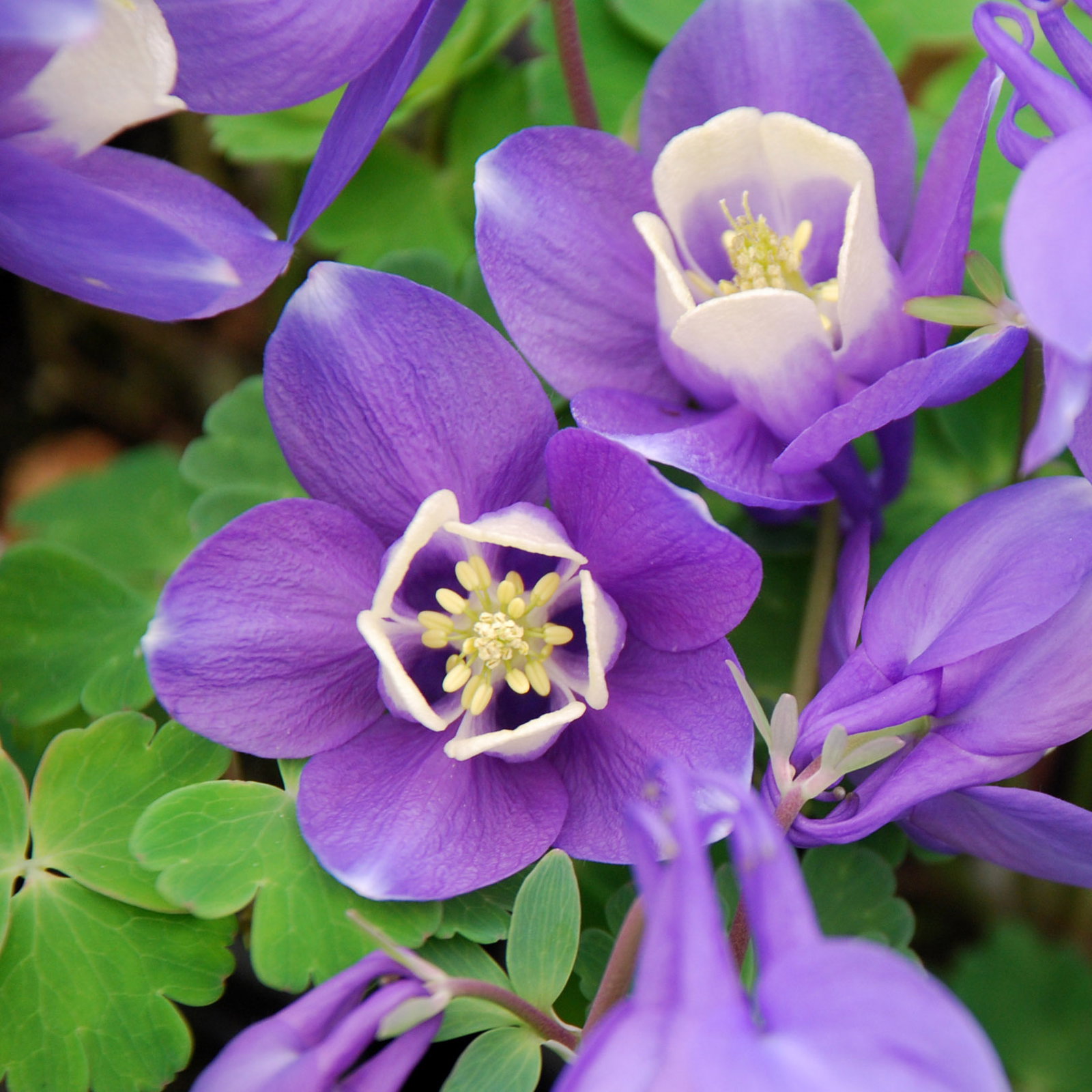 Aquilegia Discolor
