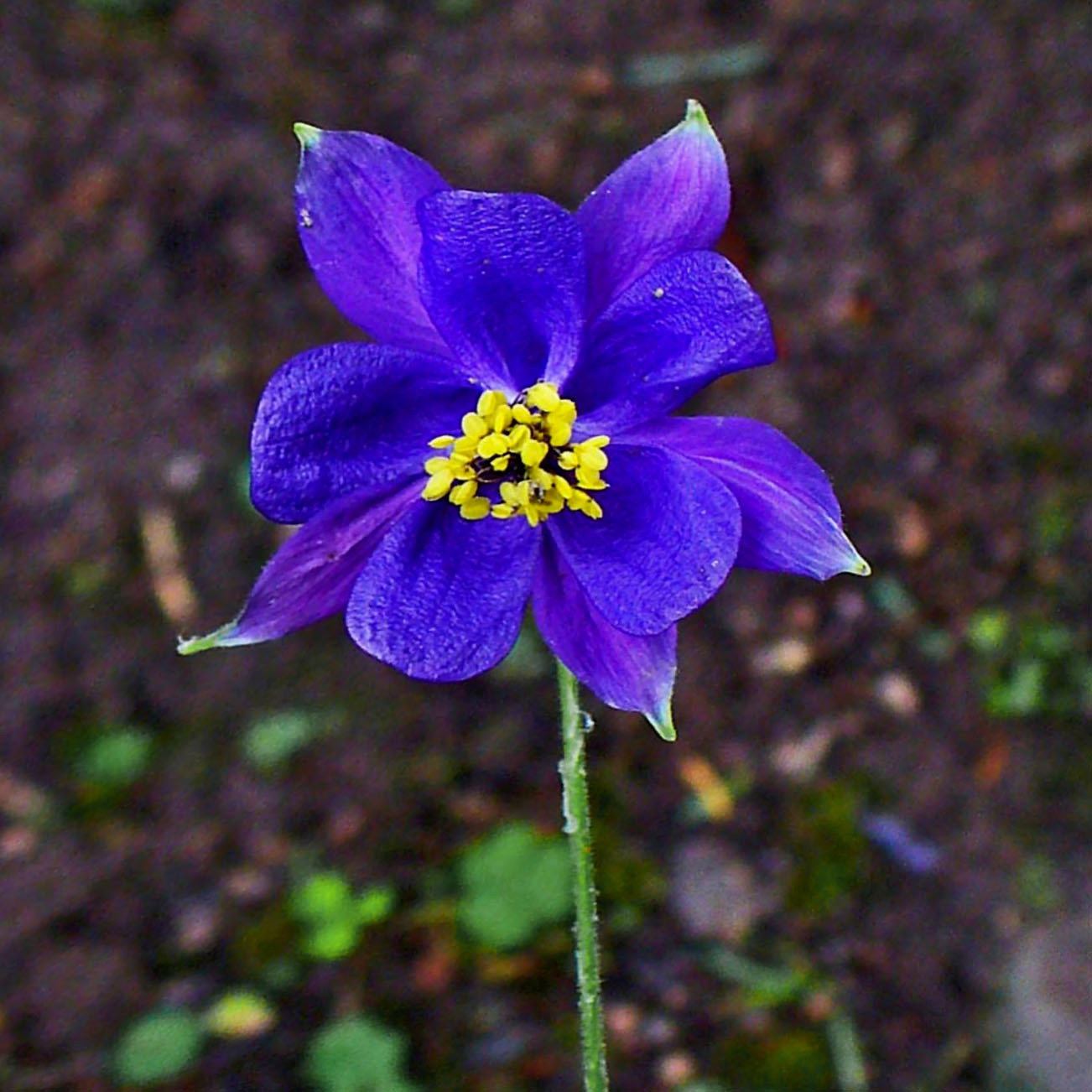 62 Aquilegia Einseleana