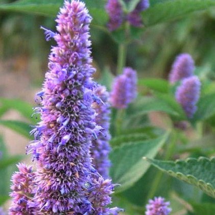 Agastache Rugosa Honey Bee Blue