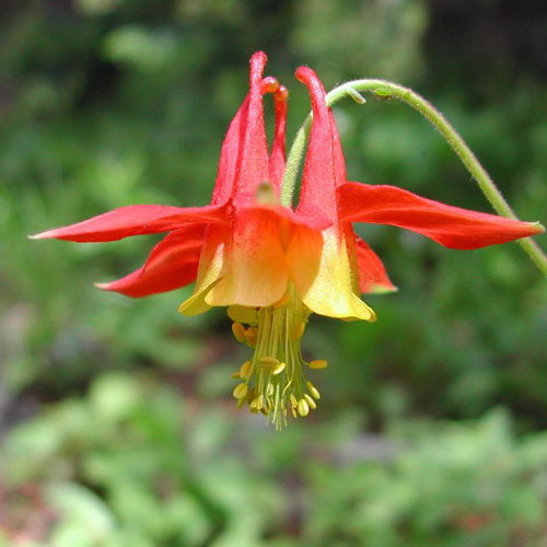 63 Aquilegia Formosa