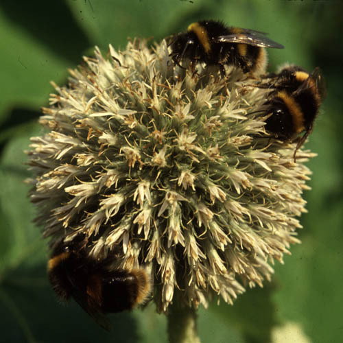 Echinops With Bees
