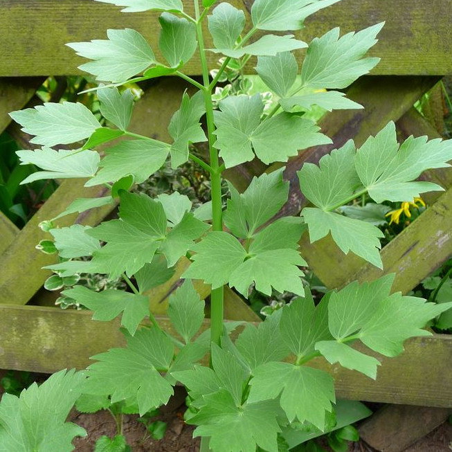 Lovage