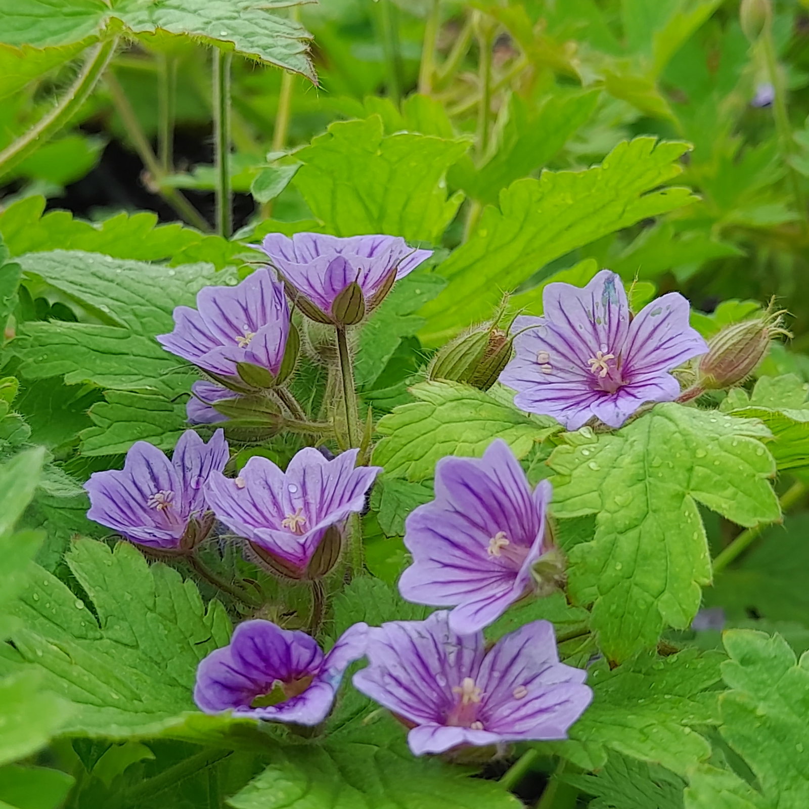 Geranium Bohemicum Blue Dreams