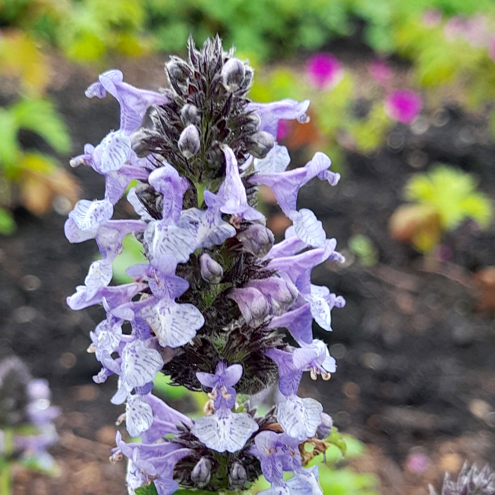 Nepeta Clarkei