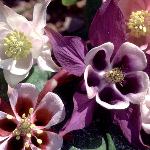 Aquilegia Cottage Garden Mix