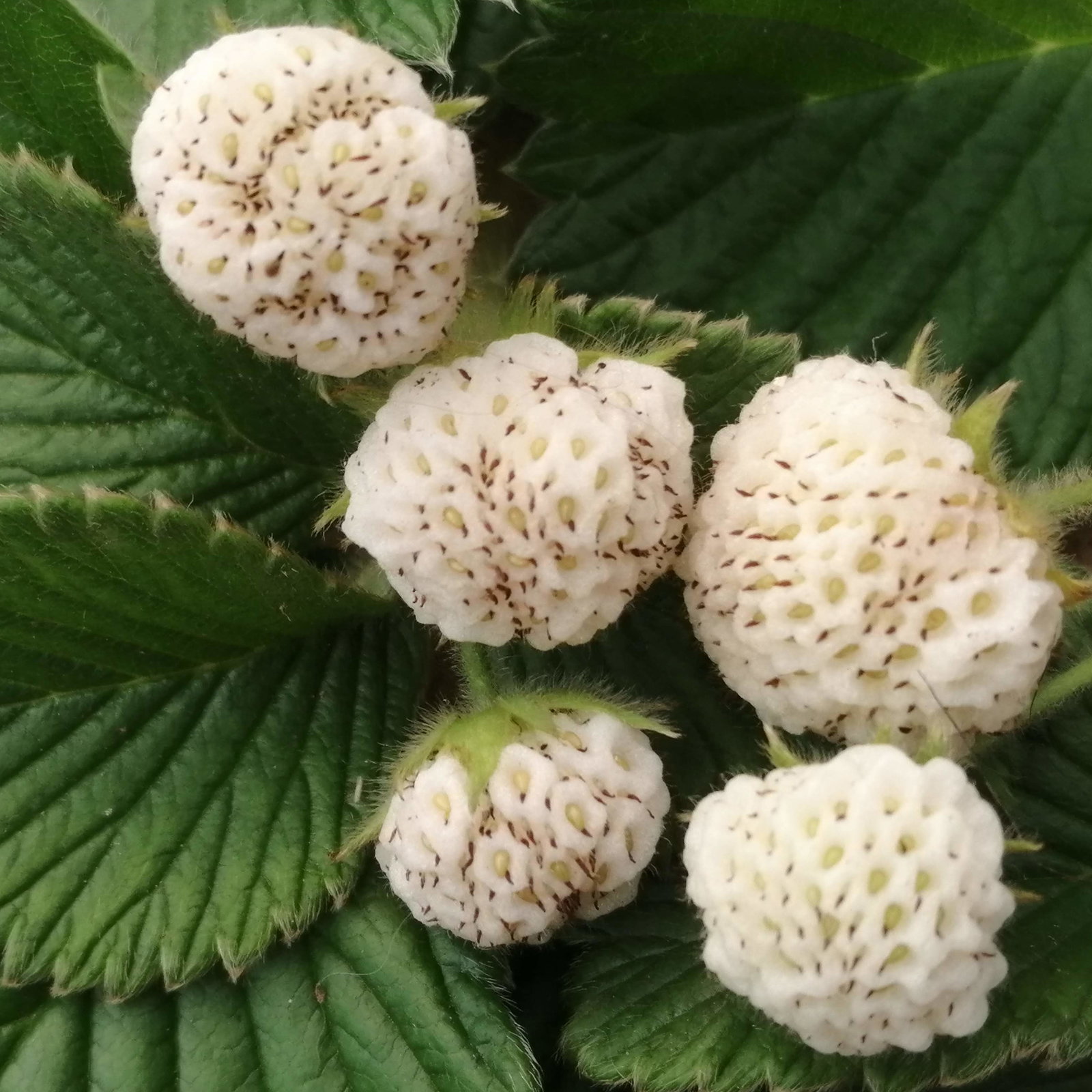 Fragaria Nilgrescens Chinese White