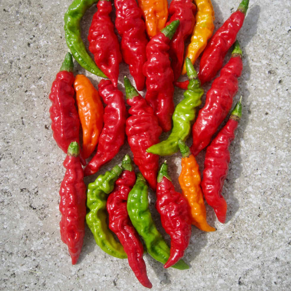 Pepper Hot Fruity Volcano