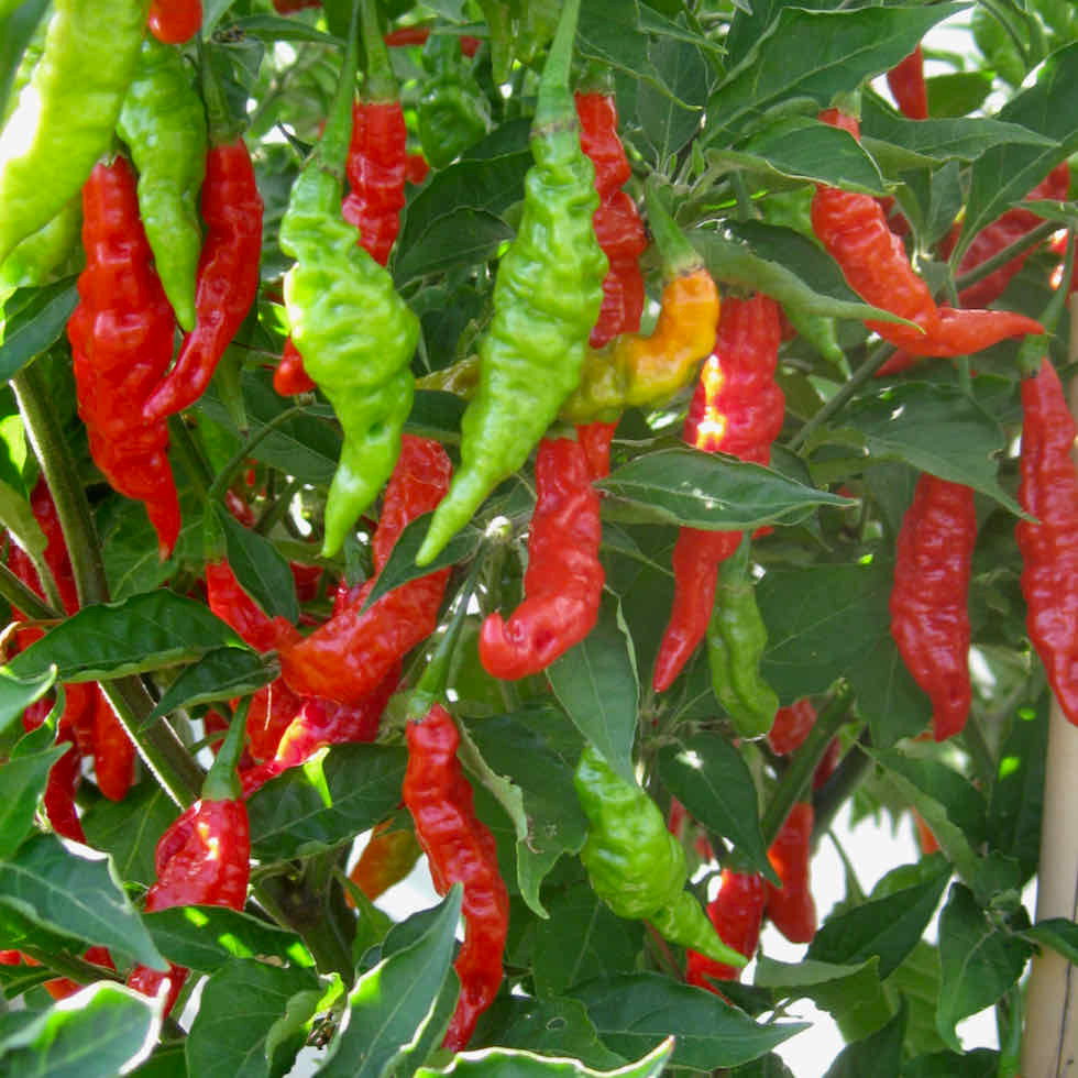Pepper Hot Fruity Volcano