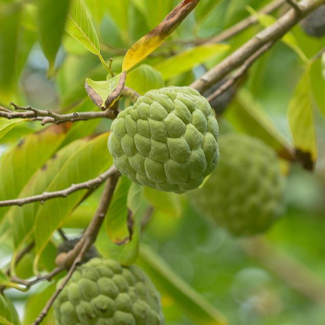 Custard Apple