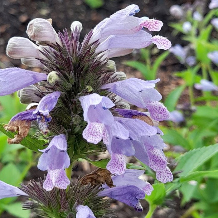 Nepeta Sub Blue Dreams