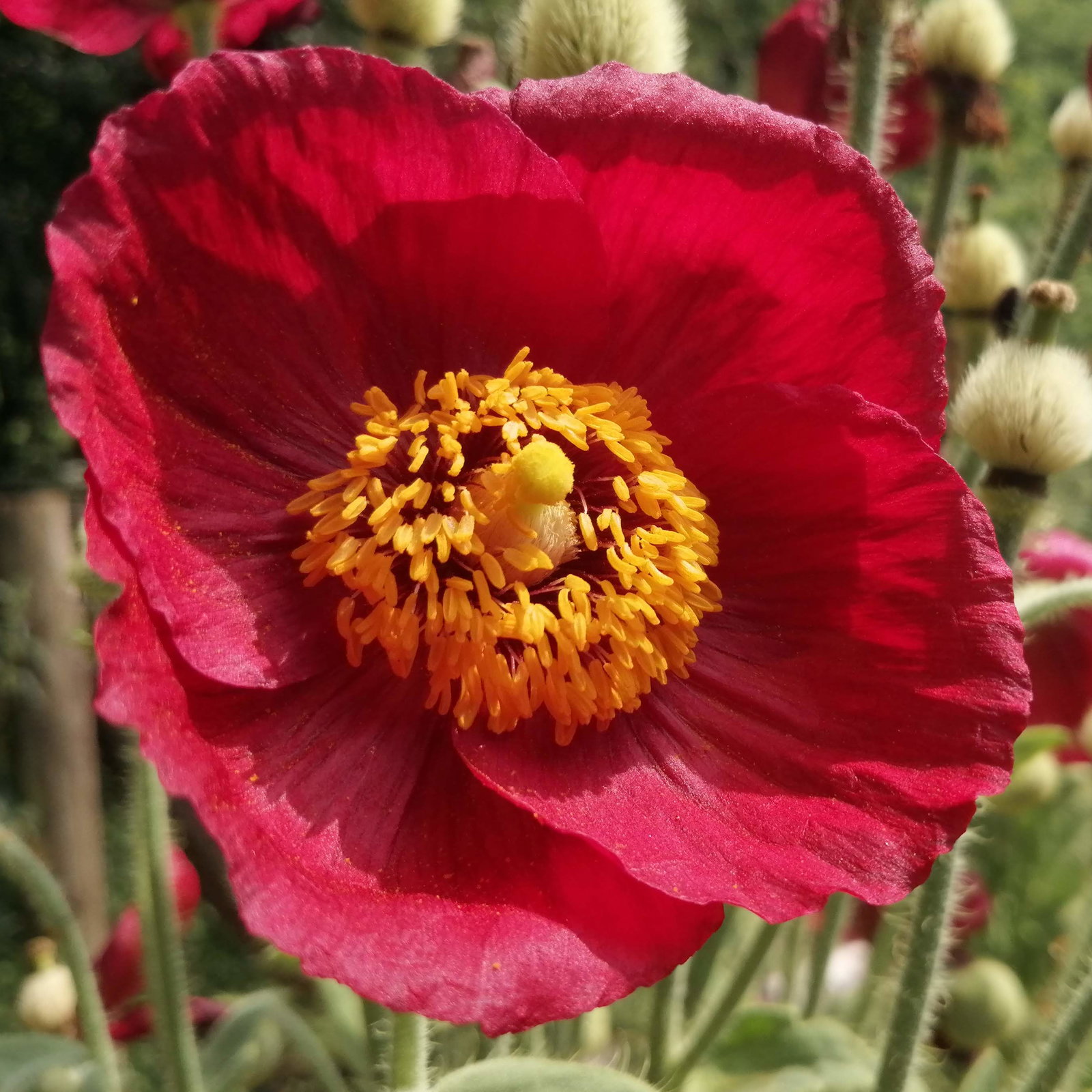 Meconopsis Napaulensis