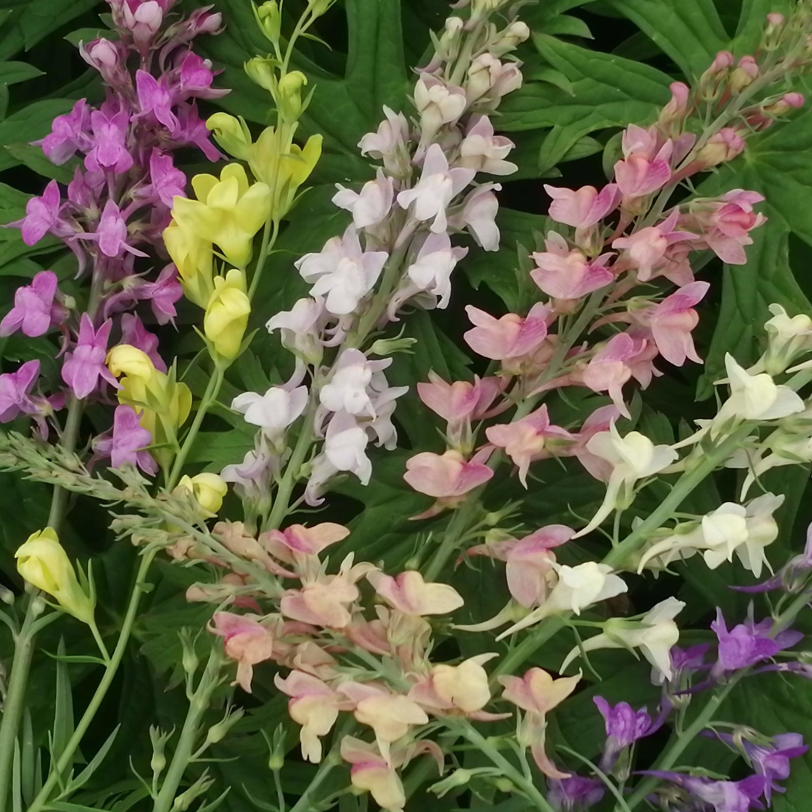 Linaria