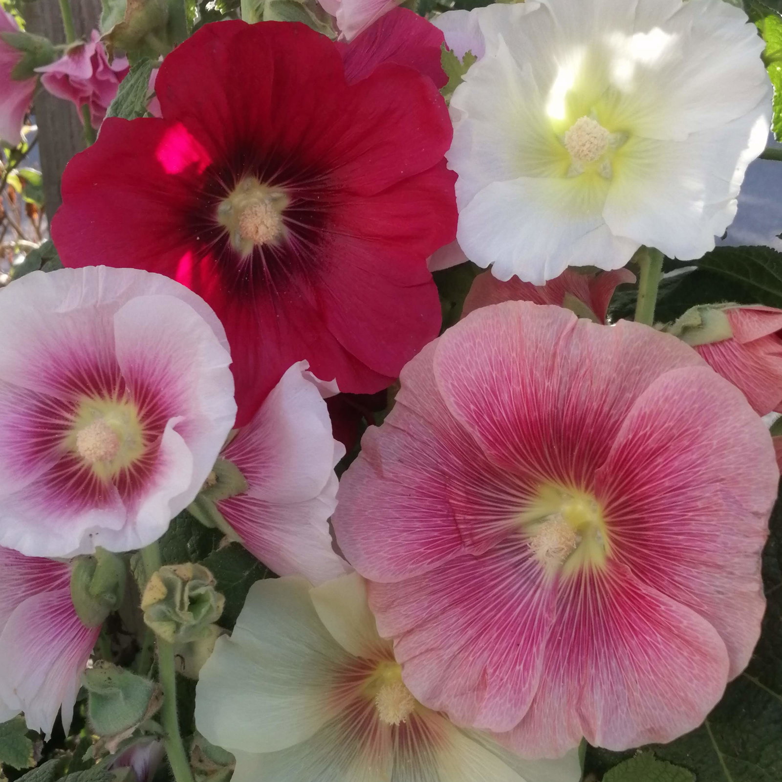Hollyhock Mixtures