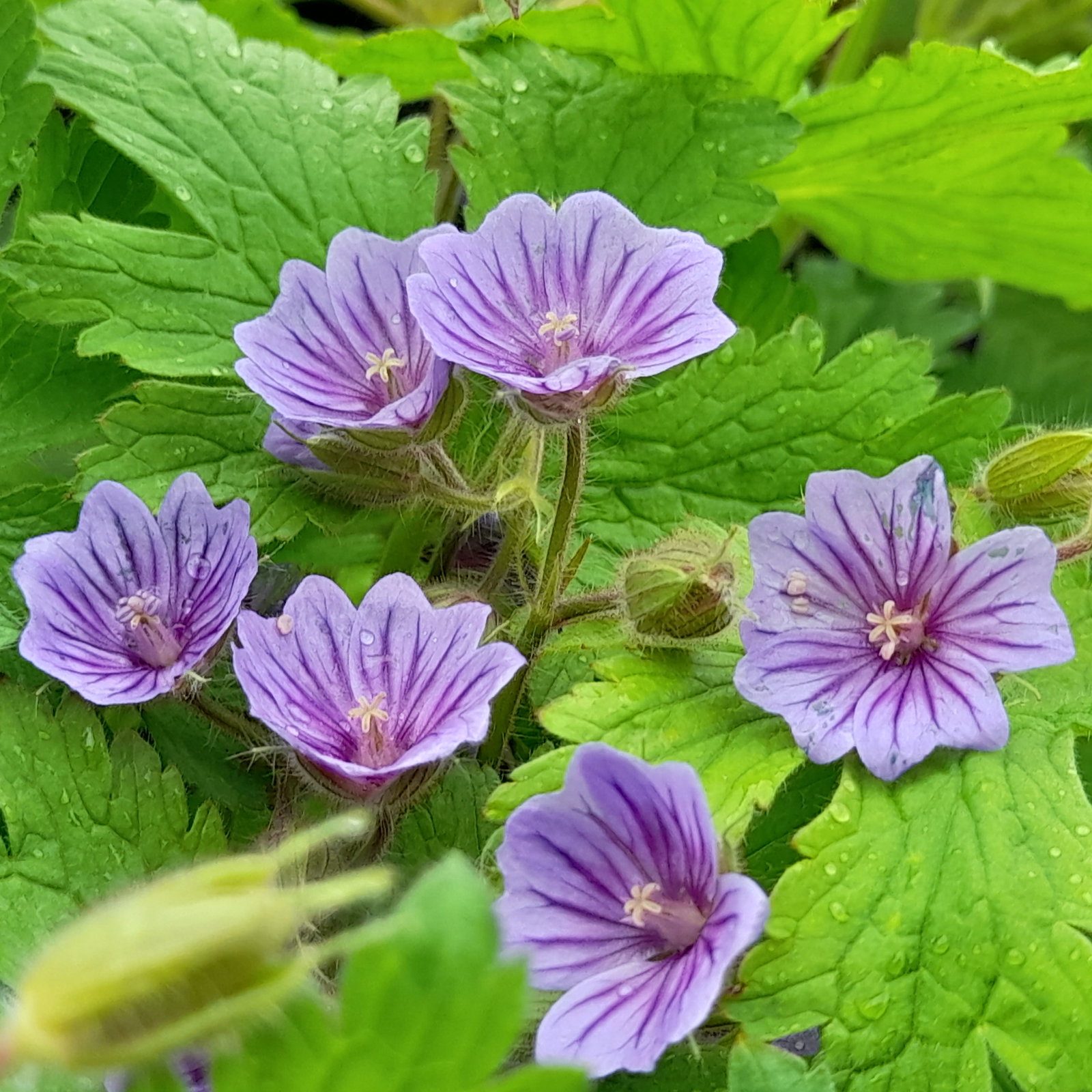 Geranium Bohemicum