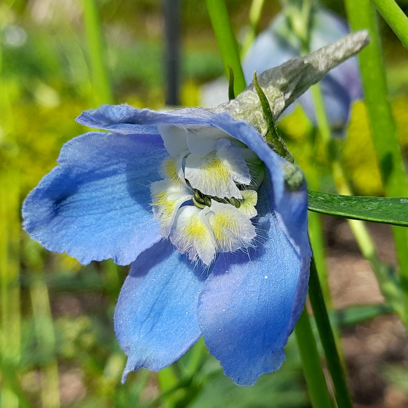 Delphinium Bella Clivedon Beauty