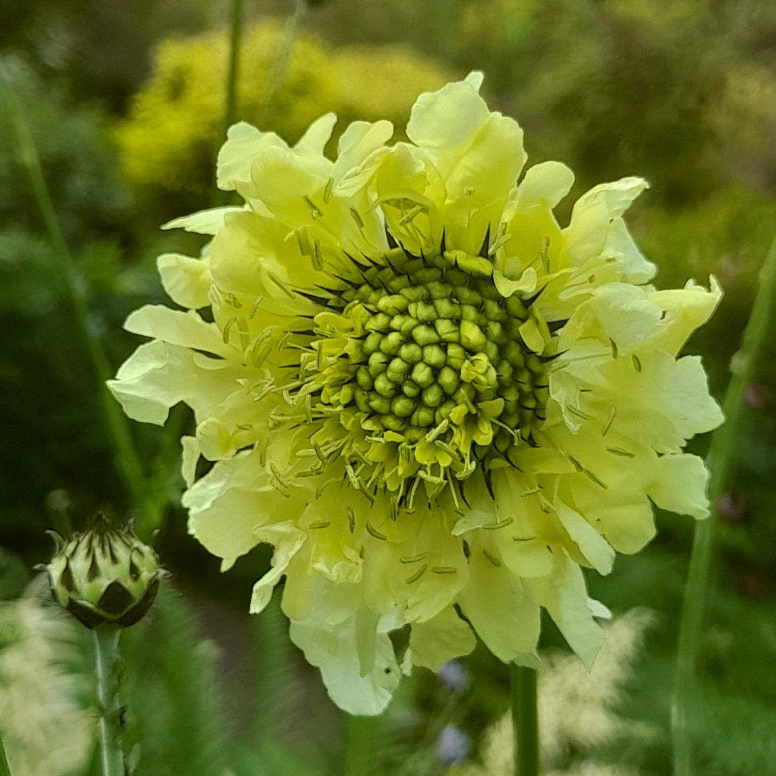 Cephalaria Gigantea