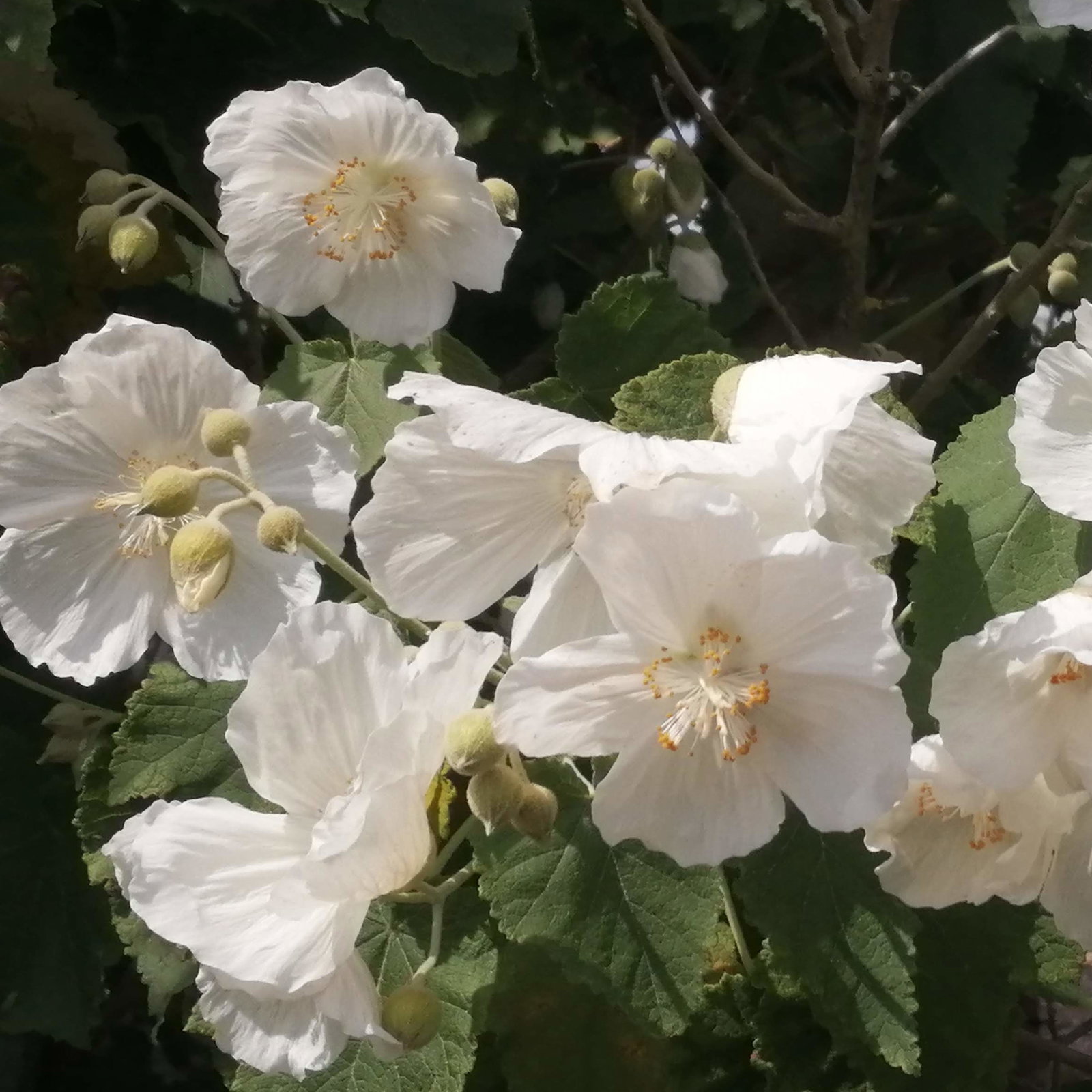 Abutilon Vitifolium Album