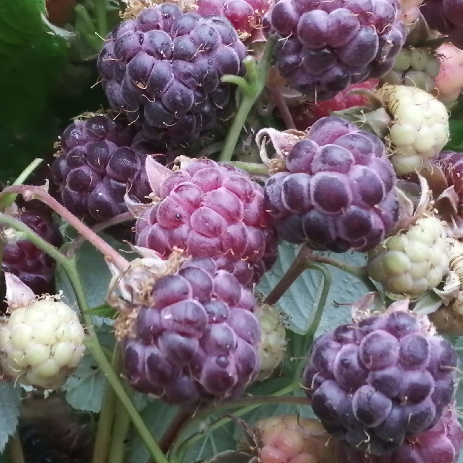 Raspberry Starlight