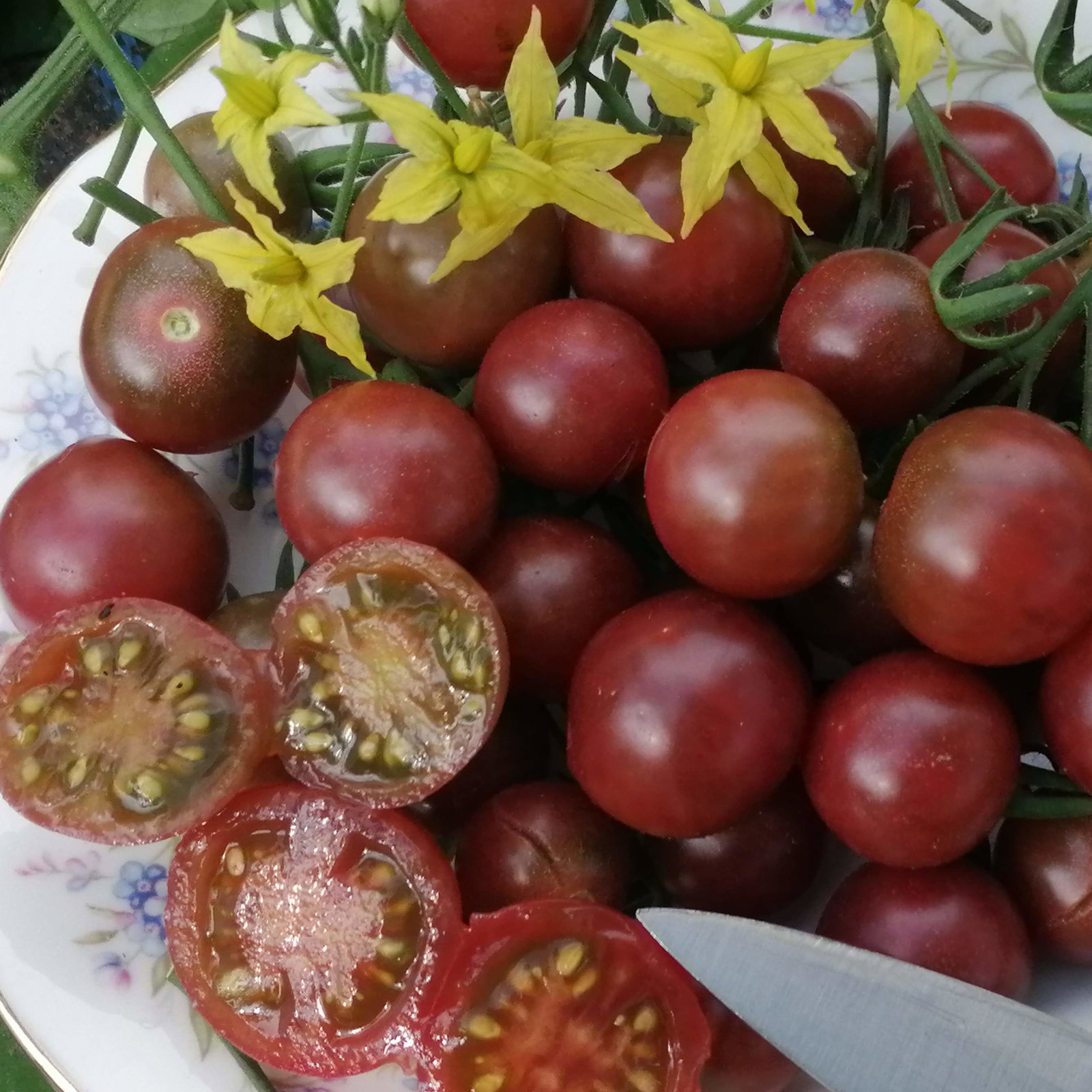 Tomato Rosella