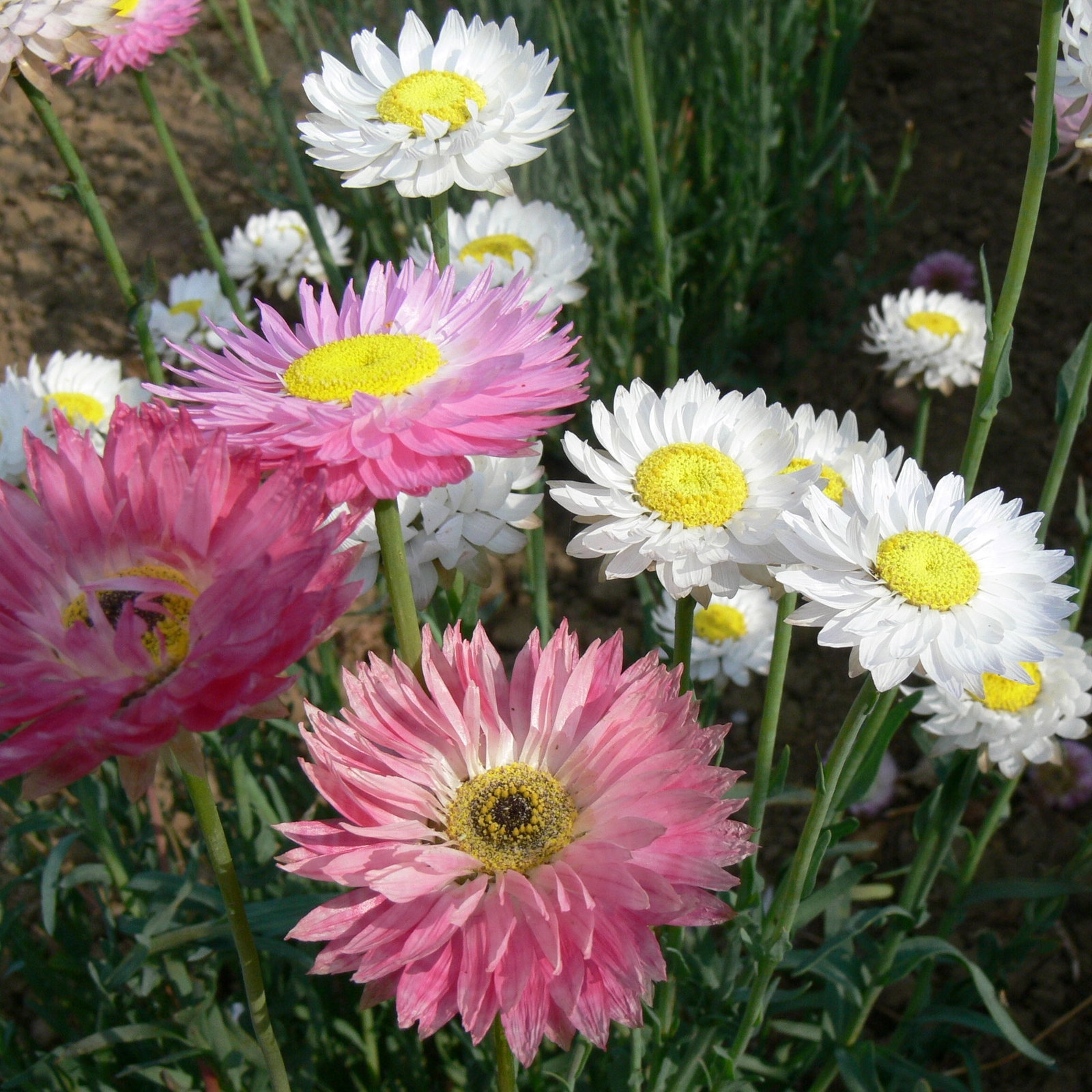 Acroclinium Grandiflorum Mixed