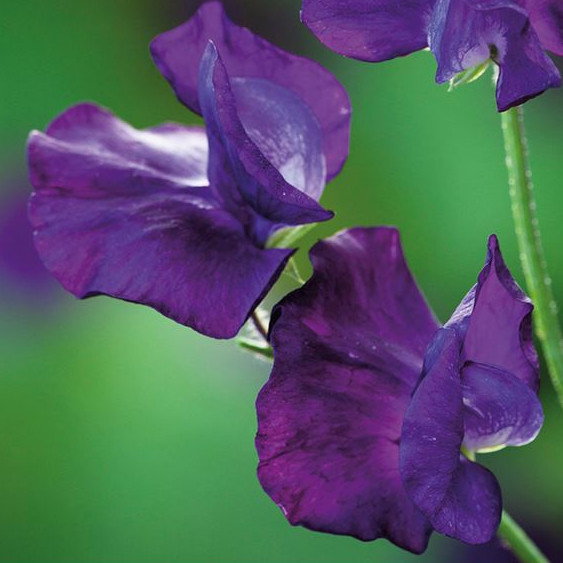Sweet Pea Eclipse