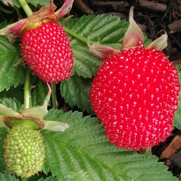 Raspberry Japanese Balloon Berry Seeds | Edible Berry Seeds | Plant ...