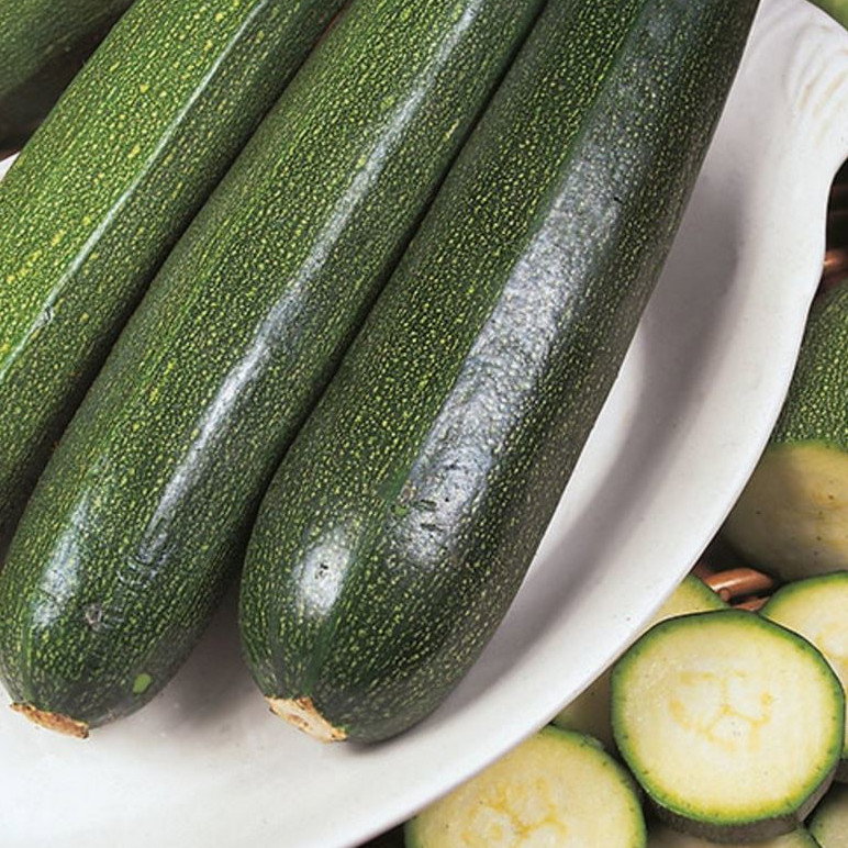 Courgette All Green Bush